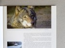 Broszura A4 „Zwierzęta i drogi” – druk ekologiczny – Bielsko-Biała