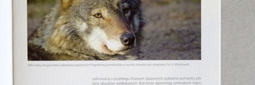 Broszura A4 „Zwierzęta i drogi” – druk ekologiczny – Bielsko-Biała