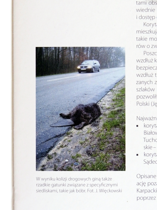Papier ekologiczny broszura zwierzęta i drogi bielsko-biała